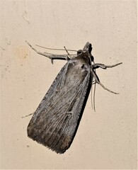 Tathorhynchus fallax