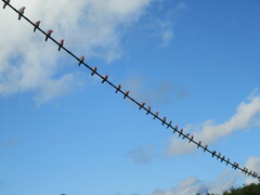 Cacatua sanguinea × Eolophus roseicapilla