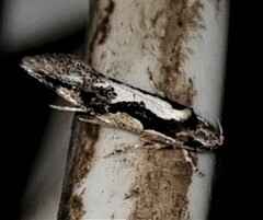 Machetis diamochla