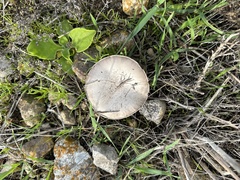 Coprinopsis uliginicola