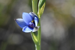 Thelymitra azurea