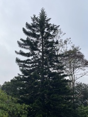 Araucaria