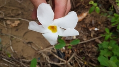 Rhabdadenia biflora