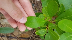 Rhabdadenia biflora