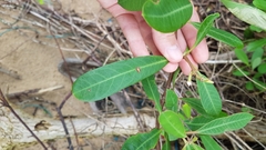 Rhabdadenia biflora