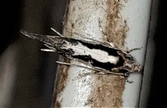 Machetis diamochla