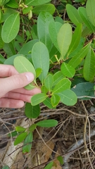 Rhabdadenia biflora