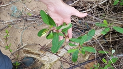 Rhabdadenia biflora
