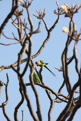 Psittacula cyanocephala
