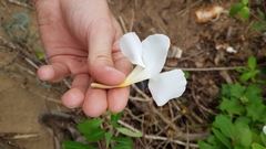 Rhabdadenia biflora