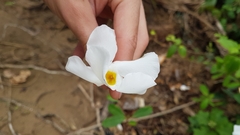 Rhabdadenia biflora