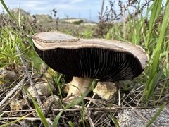Coprinopsis uliginicola