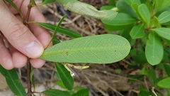 Rhabdadenia biflora