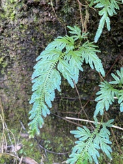 Selaginella willdenowii