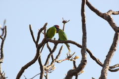 Psittacula cyanocephala