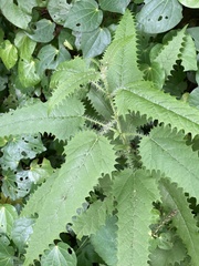 Urtica ferox