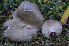 Lactarius caespitosus