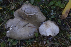 Lactarius caespitosus