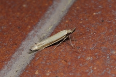 Pleurota