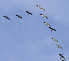 Branta hutchinsii leucopareia