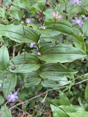 Tripladenia cunninghamii