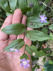 Tripladenia cunninghamii