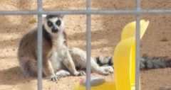 Lemur