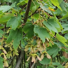 Acer pseudoplatanus