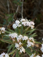 Stevia