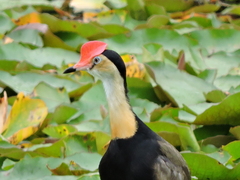 Irediparra gallinacea