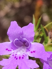 Hemiandra pungens