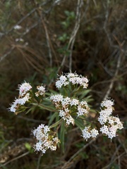 Stevia