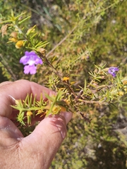 Hemiandra pungens