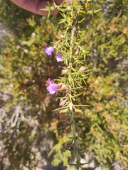 Hemiandra pungens