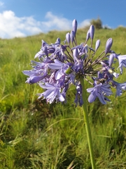 Agapanthus