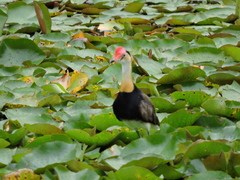 Irediparra gallinacea