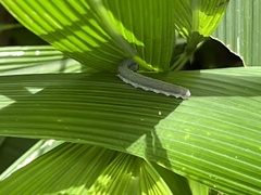 Elymnias hypermnestra