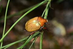 Anoplognathus olivieri