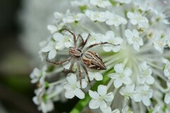 Oxyopes amoenus