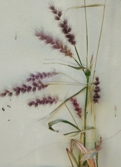 Setaria parviflora