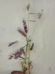 Setaria parviflora