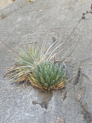 Agave victoriae-reginae