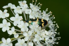 Castiarina flavopicta