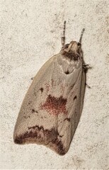 Ageletha elaeodes