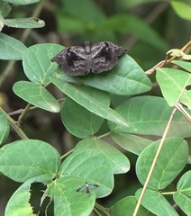 Helias phalaenoides