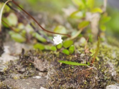 Epilobium nerteroides