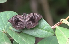 Helias phalaenoides