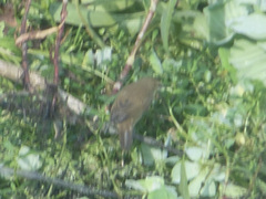 Acrocephalus stentoreus