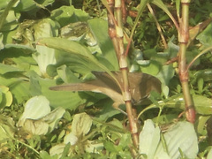 Acrocephalus stentoreus