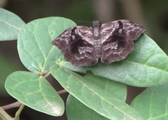 Helias phalaenoides